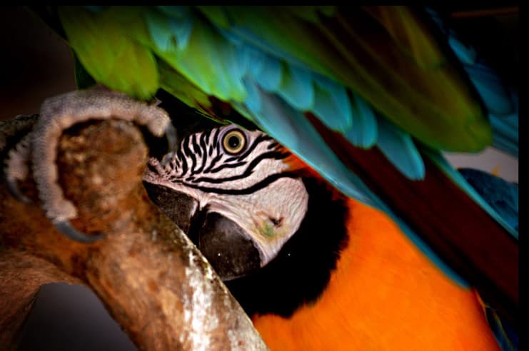 Threatened species of Cacatua (Source: Michel Traverse)