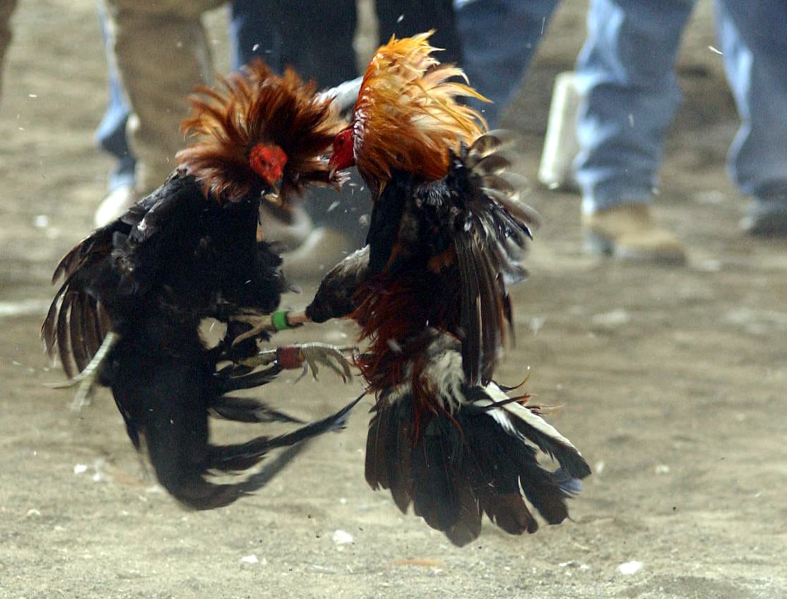 Cock fighting (Source: Michel Traverse)