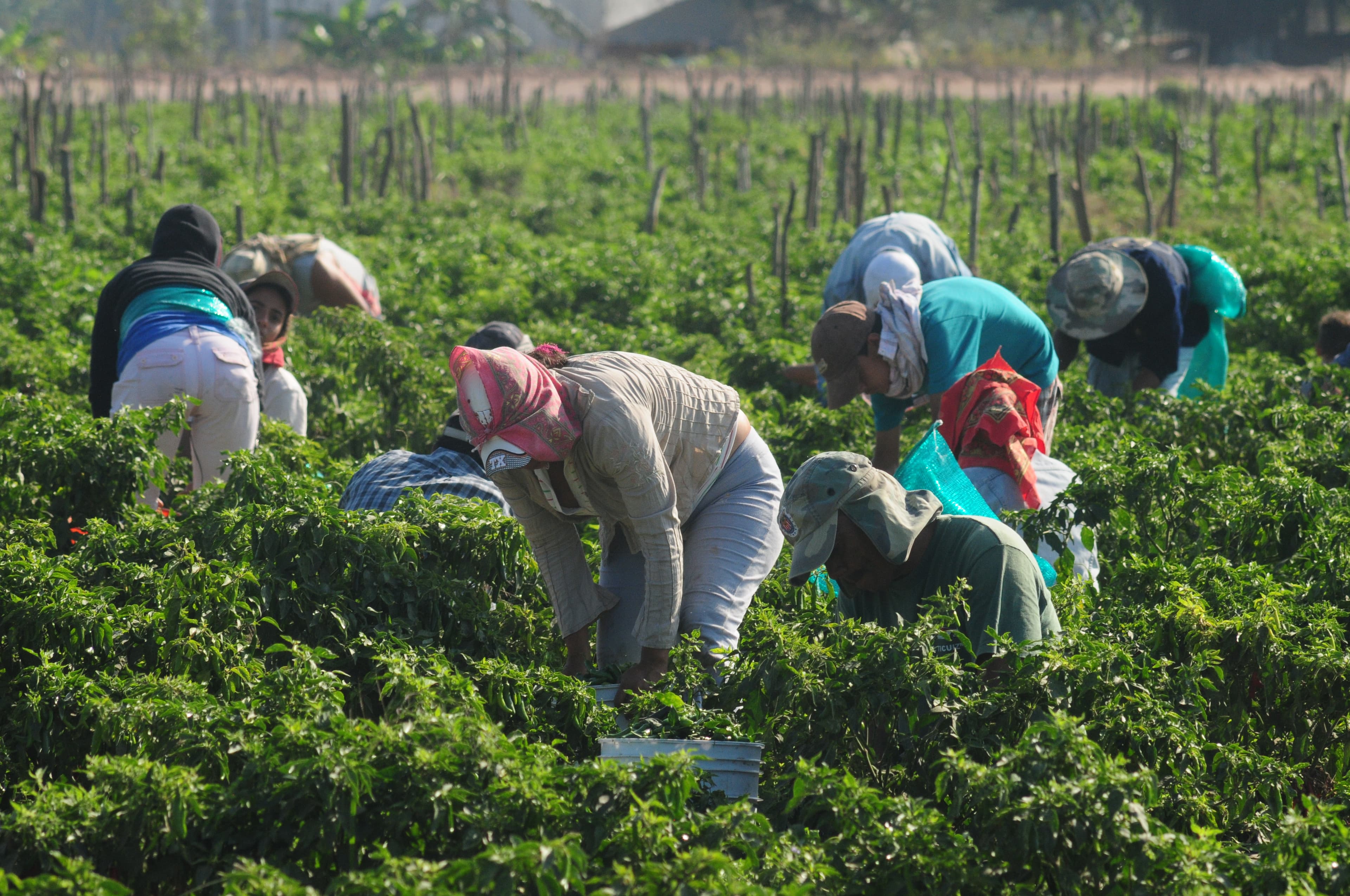 Unproductive subsistence agriculture